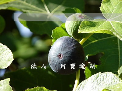 法人 网贷逾期 法人 网贷逾期